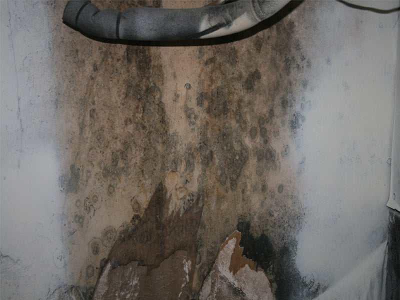 Services microbial mold abatement Neo Corporation